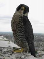 Peregrine Falcon Adult Female