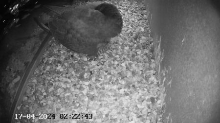 Sussex Heights Peregrine Falcons Webcam Image 17 Apr 2024 02:22:42