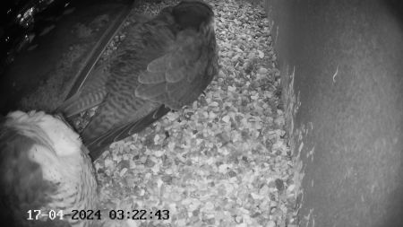 Sussex Heights Peregrine Falcons Webcam Image 17 Apr 2024 03:22:42