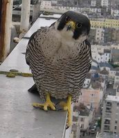 Peregrine Falcon Adult Female