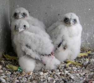 Peregrine Chicks 2012