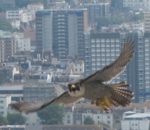 Flight of Peregrine Falcon over Brighton
