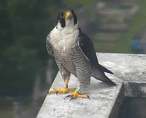 Peregrine Falcon on the Fulham webcam