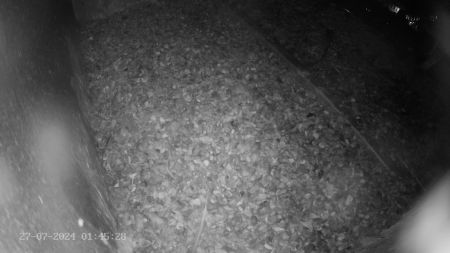 Sussex Heights Peregrine Falcons Webcam Image 27 Jul 2024 01:45:28