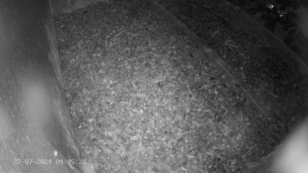 Sussex Heights Peregrine Falcons Webcam Image 27 Jul 2024 04:45:28