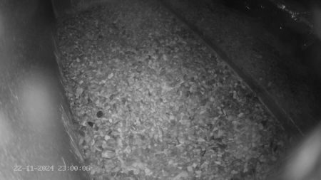 Sussex Heights Peregrine Falcons Webcam Image 22 Nov 2024 23:00:06