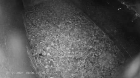 Sussex Heights Peregrine Falcons Webcam Image 23 Nov 2024 18:00:06