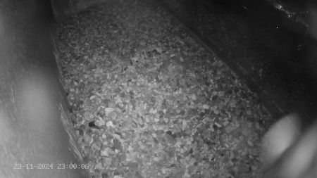 Sussex Heights Peregrine Falcons Webcam Image 23 Nov 2024 23:00:06