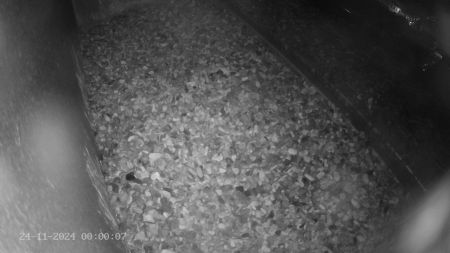 Sussex Heights Peregrine Falcons Webcam Image 24 Nov 2024 00:00:06