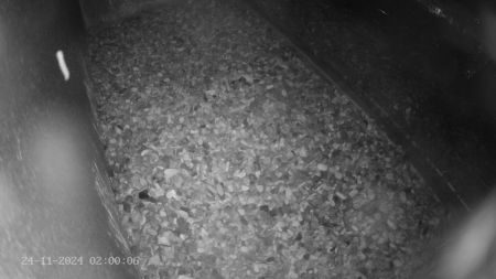 Sussex Heights Peregrine Falcons Webcam Image 24 Nov 2024 02:00:06