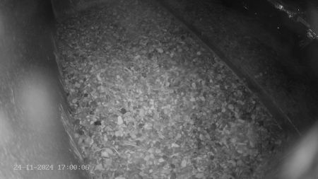 Sussex Heights Peregrine Falcons Webcam Image 24 Nov 2024 17:00:06