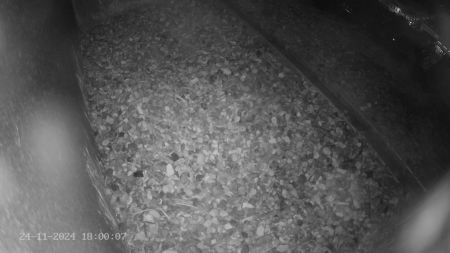 Sussex Heights Peregrine Falcons Webcam Image 24 Nov 2024 18:00:06