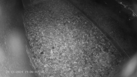 Sussex Heights Peregrine Falcons Webcam Image 24 Nov 2024 19:00:06