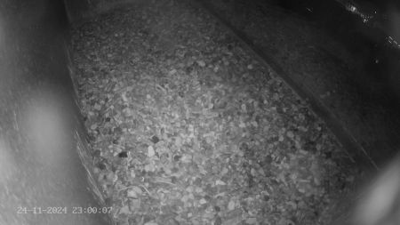 Sussex Heights Peregrine Falcons Webcam Image 24 Nov 2024 23:00:06