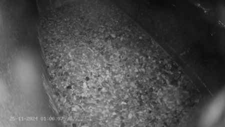 Sussex Heights Peregrine Falcons Webcam Image 25 Nov 2024 01:00:06