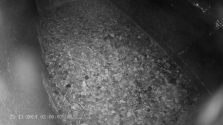 Sussex Heights Peregrine Falcons Webcam Image 25 Nov 2024 02:00:06