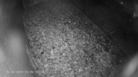 Sussex Heights Peregrine Falcons Webcam Image 25 Nov 2024 03:00:06