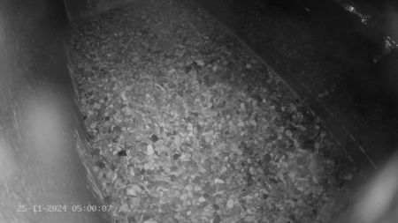 Sussex Heights Peregrine Falcons Webcam Image 25 Nov 2024 05:00:06