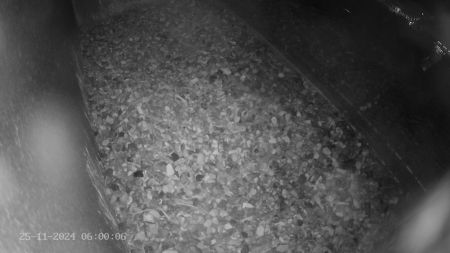 Sussex Heights Peregrine Falcons Webcam Image 25 Nov 2024 06:00:06