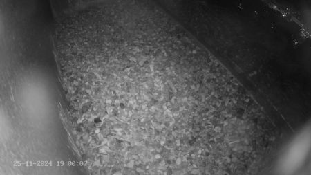 Sussex Heights Peregrine Falcons Webcam Image 25 Nov 2024 19:00:06