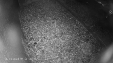 Sussex Heights Peregrine Falcons Webcam Image 26 Nov 2024 04:00:06