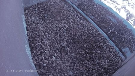 Sussex Heights Peregrine Falcons Webcam Image 26 Nov 2024 14:00:06