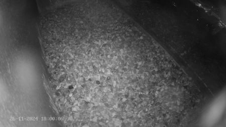 Sussex Heights Peregrine Falcons Webcam Image 26 Nov 2024 18:00:06