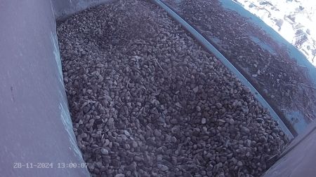 Sussex Heights Peregrine Falcons Webcam Image 28 Nov 2024 13:00:06