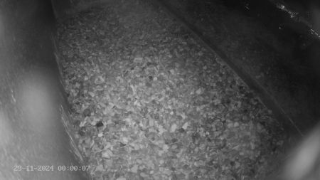 Sussex Heights Peregrine Falcons Webcam Image 29 Nov 2024 00:00:06