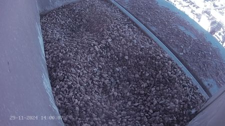 Sussex Heights Peregrine Falcons Webcam Image 29 Nov 2024 14:00:06