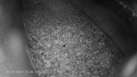 Sussex Heights Peregrine Falcons Webcam Image 30 Nov 2024 19:00:06