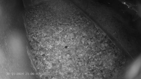 Sussex Heights Peregrine Falcons Webcam Image 30 Nov 2024 21:00:06