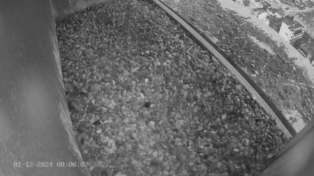 Sussex Heights Peregrine Falcons Webcam Image 1 Dec 2024 08:00:06