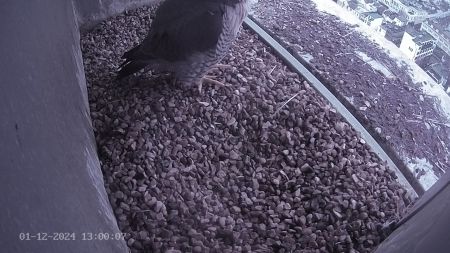 Sussex Heights Peregrine Falcons Webcam Image 1 Dec 2024 13:00:06