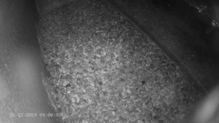 Sussex Heights Peregrine Falcons Webcam Image 16 Dec 2024 04:00:07