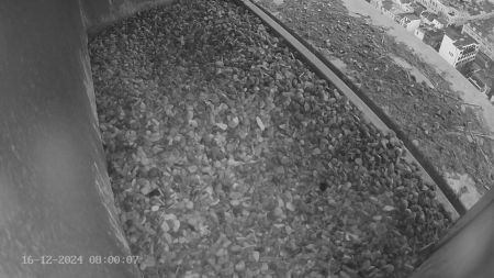 Sussex Heights Peregrine Falcons Webcam Image 16 Dec 2024 08:00:07