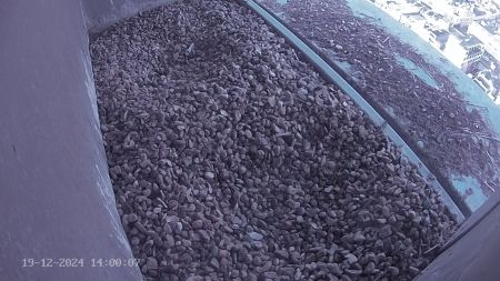 Sussex Heights Peregrine Falcons Webcam Image 19 Dec 2024 14:00:07