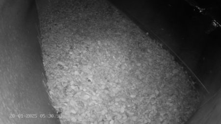 Sussex Heights Peregrine Falcons Webcam Image 20 Jan 2025 05:30:38