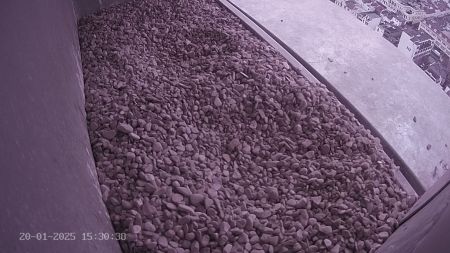 Sussex Heights Peregrine Falcons Webcam Image 20 Jan 2025 15:30:38