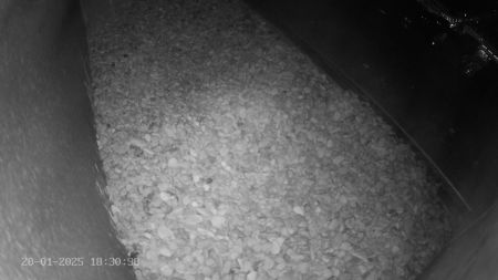 Sussex Heights Peregrine Falcons Webcam Image 20 Jan 2025 18:30:38