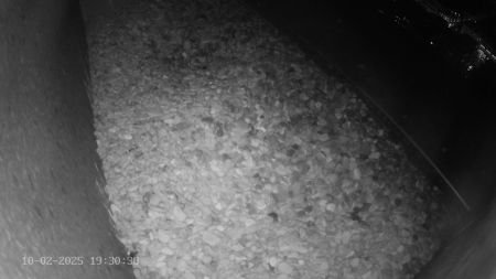 Sussex Heights Peregrine Falcons Webcam Image 10 Feb 2025 19:30:38