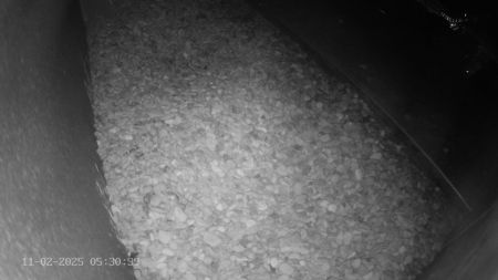 Sussex Heights Peregrine Falcons Webcam Image 11 Feb 2025 05:30:38