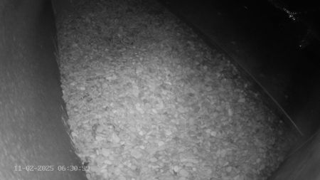 Sussex Heights Peregrine Falcons Webcam Image 11 Feb 2025 06:30:38