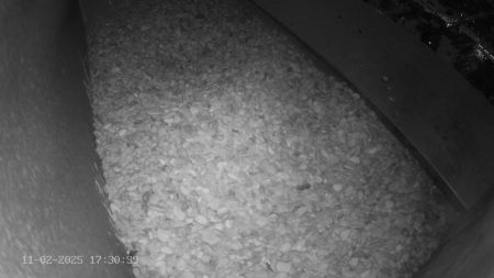 Sussex Heights Peregrine Falcons Webcam Image 11 Feb 2025 17:30:38