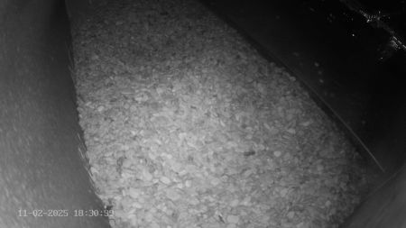 Sussex Heights Peregrine Falcons Webcam Image 11 Feb 2025 18:30:38