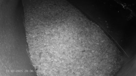 Sussex Heights Peregrine Falcons Webcam Image 11 Feb 2025 20:30:38