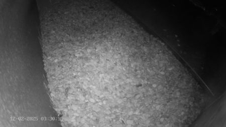 Sussex Heights Peregrine Falcons Webcam Image 12 Feb 2025 03:30:38