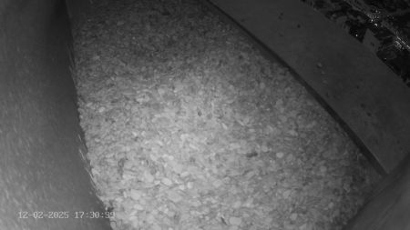 Sussex Heights Peregrine Falcons Webcam Image 12 Feb 2025 17:30:38