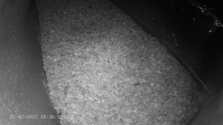 Sussex Heights Peregrine Falcons Webcam Image 12 Feb 2025 18:30:38