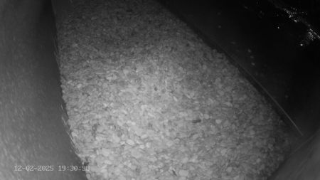 Sussex Heights Peregrine Falcons Webcam Image 12 Feb 2025 19:30:38